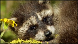 Young Raccoon in Yellowstone National Park