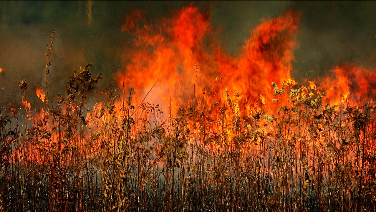 Slow burn: Impact of fire on nature and wildlife in America's heartland