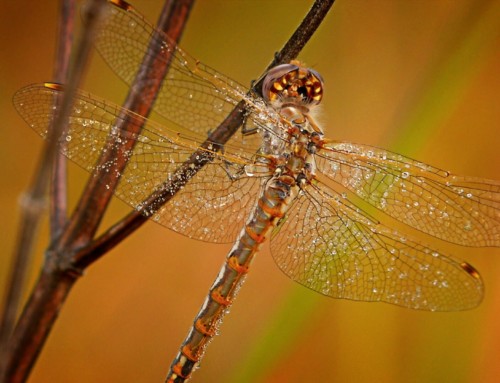 Dragonflies: Tigers of the Sky