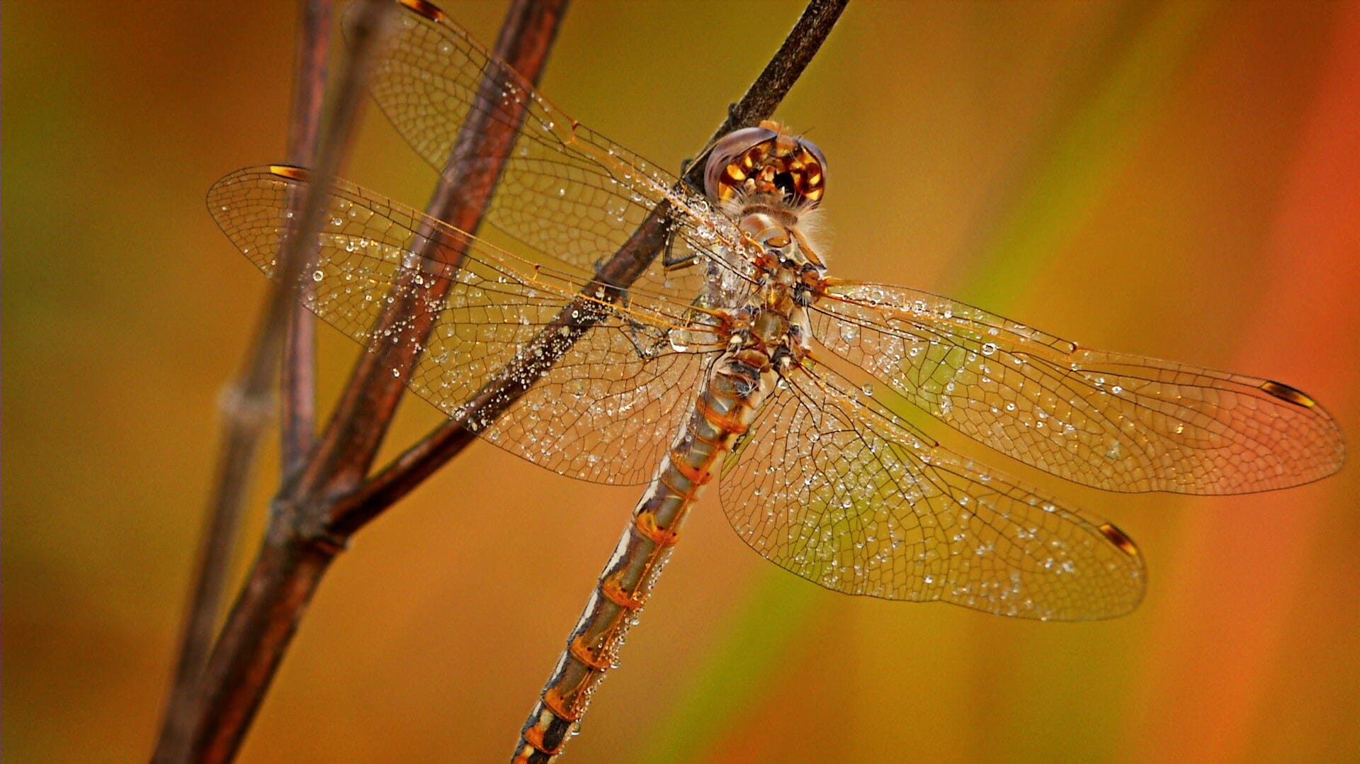 Dragonflies: Tigers of the Sky