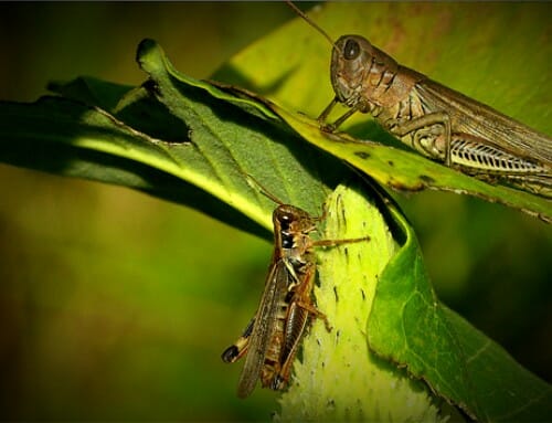 Grasshoppers: Great Benefit for the Environment and Wildlife Photographers and Filmmakers