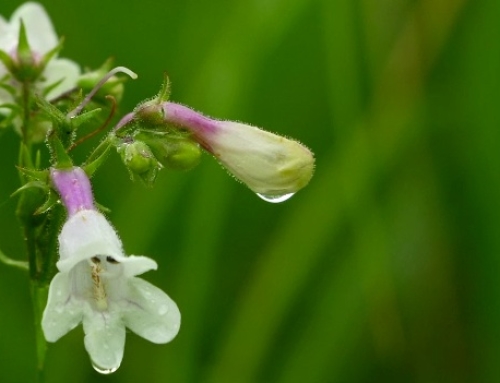 Serenity in Sixty Seconds: Tallgrass Prairie Wildflowers