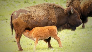 Filming a baby bison or red dog nursing