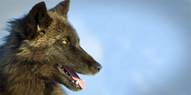 A black wolf surveys its surroundings