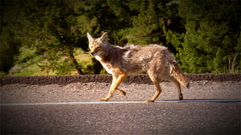 A Yellowstone Coyote crosses the road as it makes its way into the valley