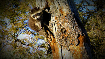 A young raccoon hangs on to a dead tree trunk