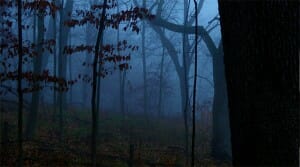 Filming nature and wildlife scenes like this early morning fog at Indian Creek Nature Center is my greatest joy