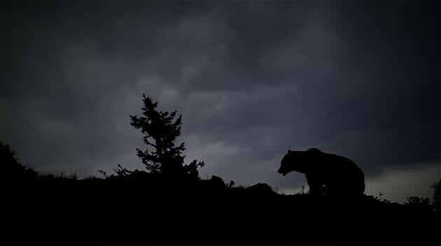 Grizzly bear in Montana walks along a mountain ridge during a storm