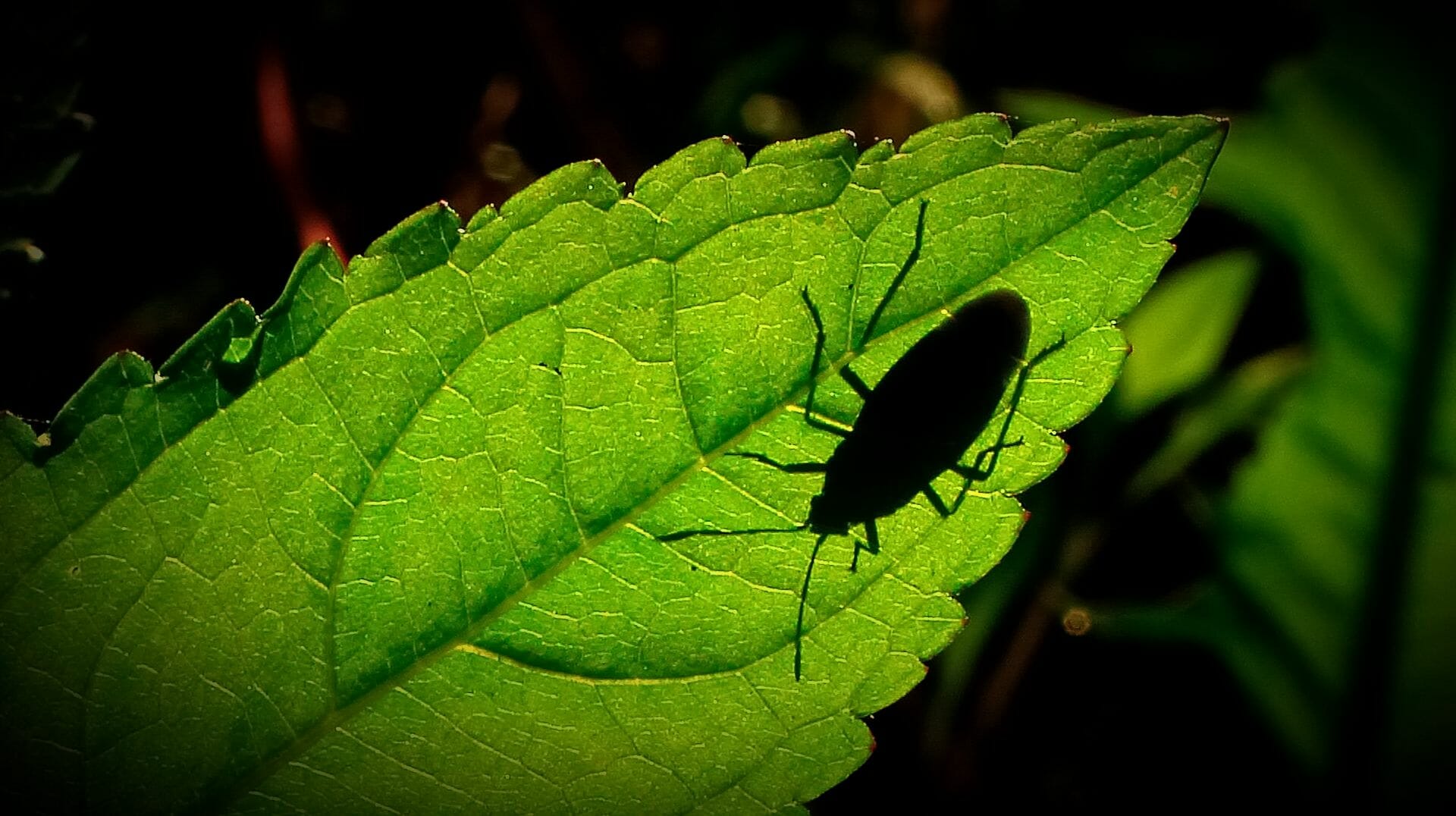 a bug crawls on a leaf