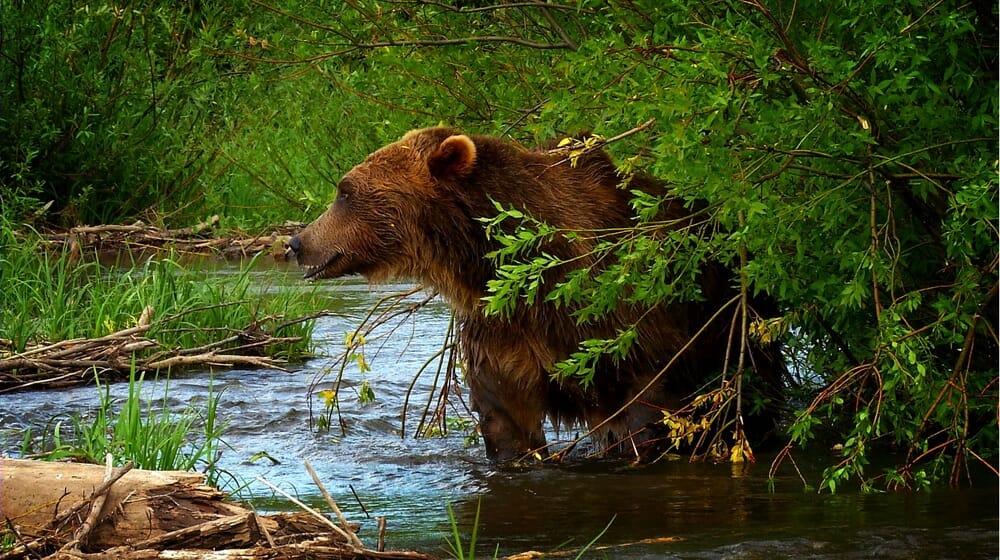 Grizzly bears: Majestic symbol of wilderness