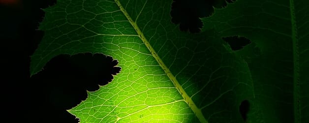 A green leaf is backlit by the rising sun