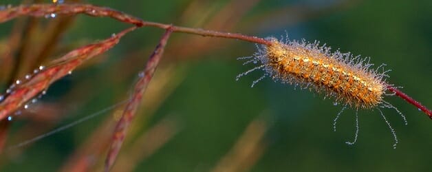 A dew covered caterpillar on the tall grass prairie in Eastern Iowa