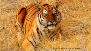 A Siberian Tiger crouches in the tall grass