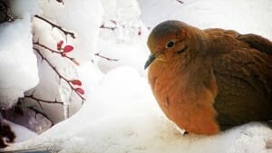 A mourning dove seeks shelter in the winter