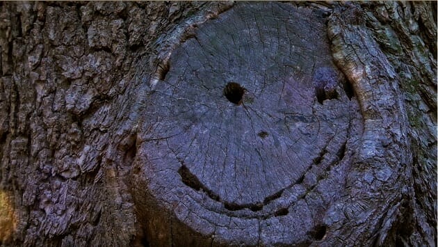 Sawed off tree limb that looks like a smiley face