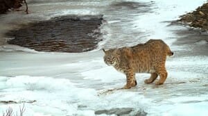 A bobcat walks on a frozen creek in Montana