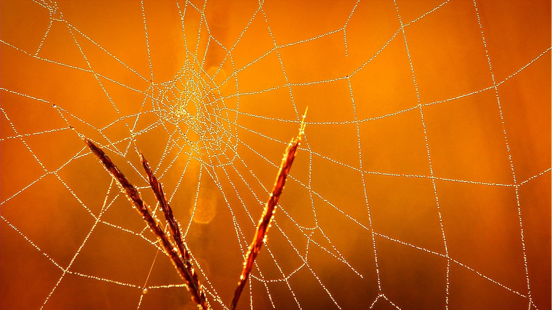 dew covered spiderweb