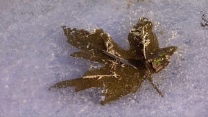 A leaf is frozen in the ice