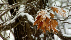 snow covered leaves