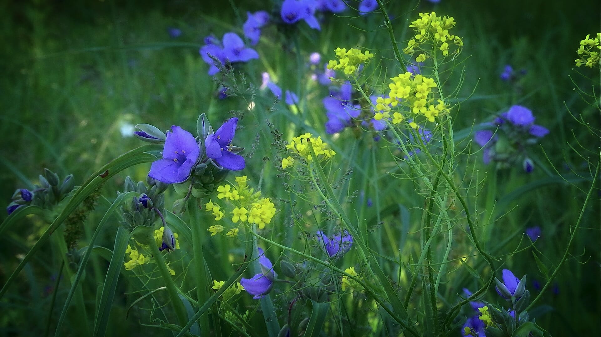 prairie wildflowers