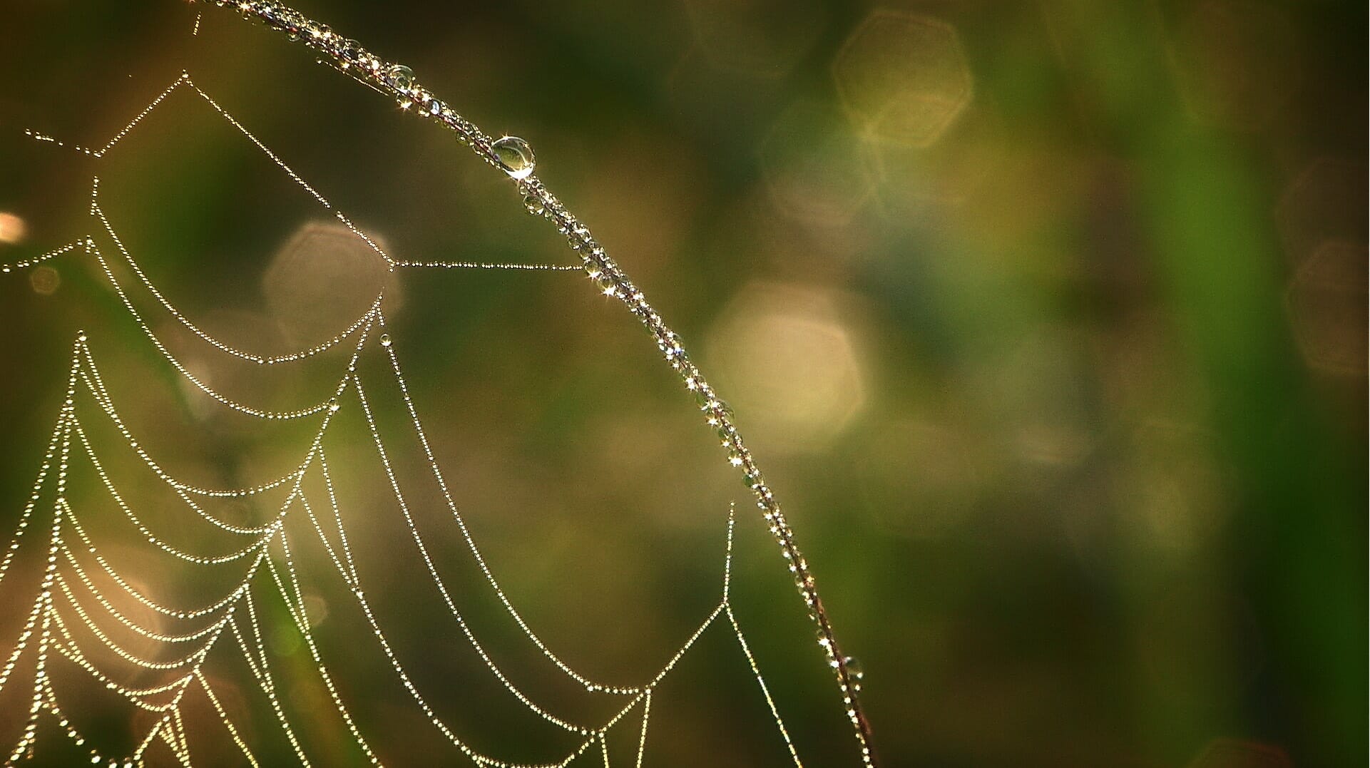 Dew covered Spider web