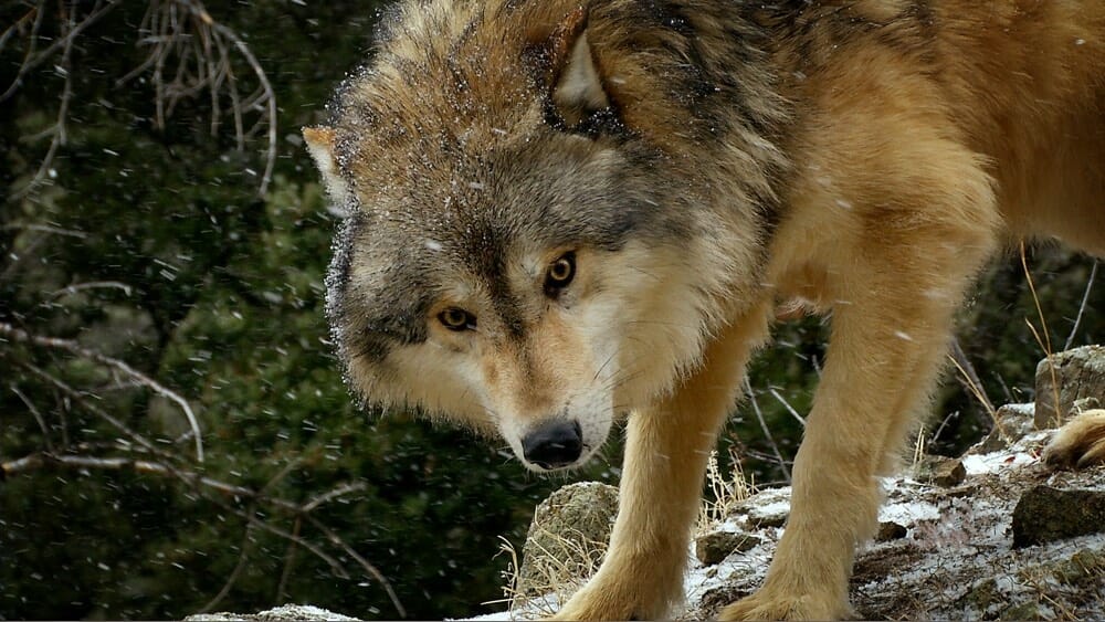 Wolf looking towards camera