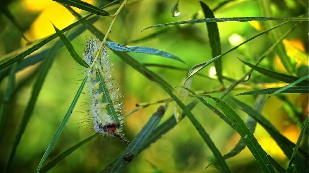 dew covered caterpillar