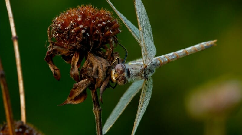 Dew covered dragonfly