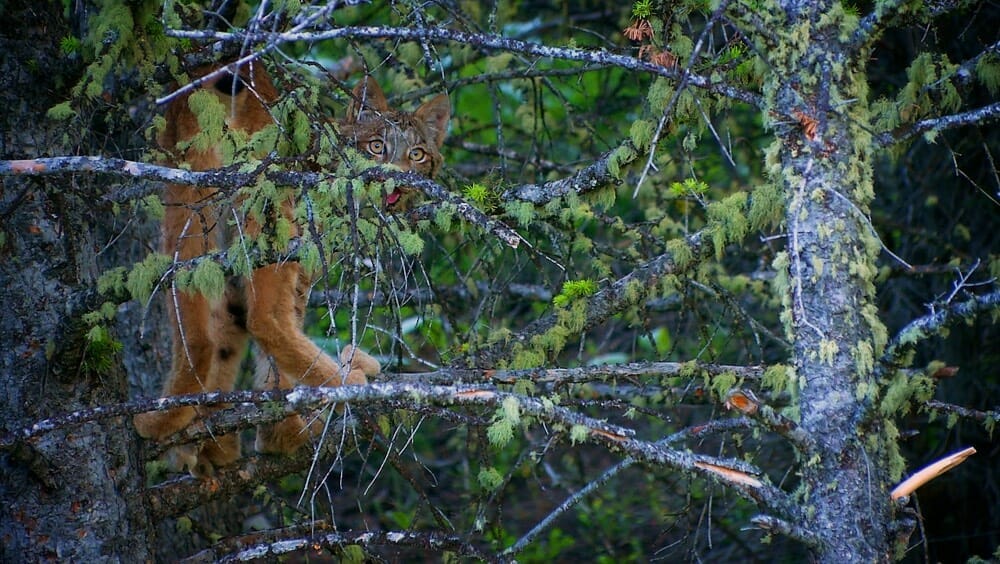 Lynx in tree in Montana