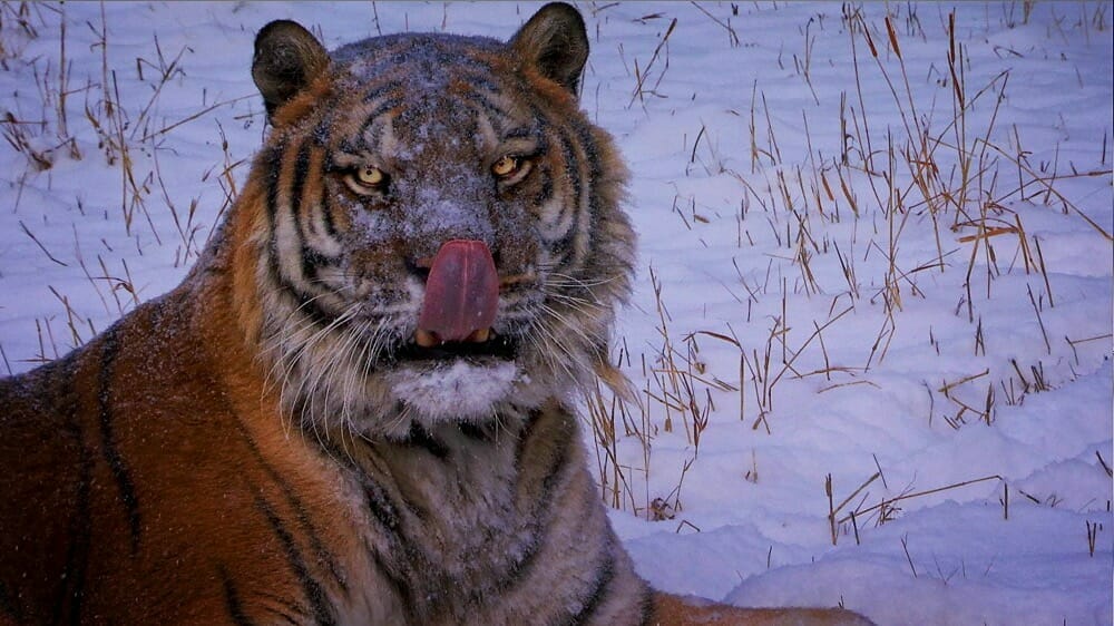 Tiger licking its nose in the snow