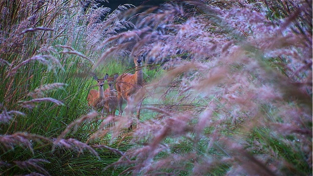 Whitetail doe with twin fawns