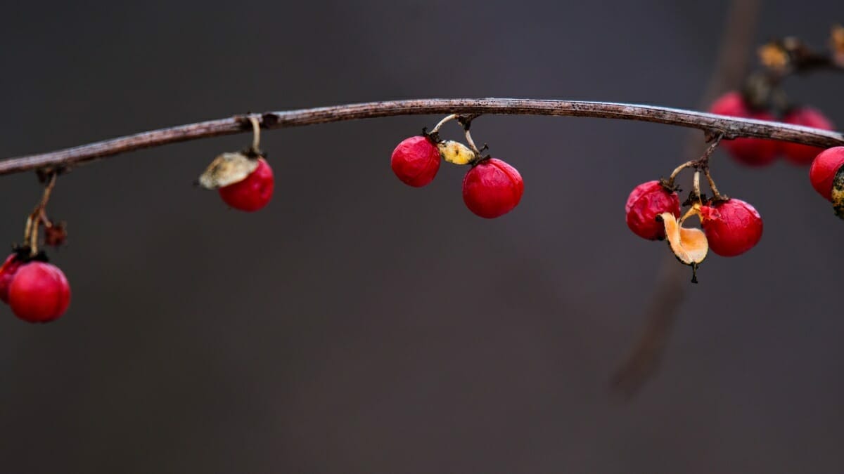 Red berries in Winter
