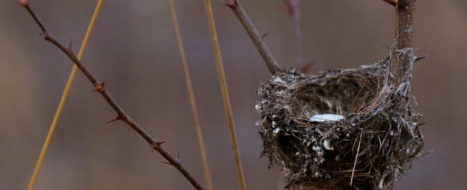 Birds nest on the tallgrass prairie in Iowa