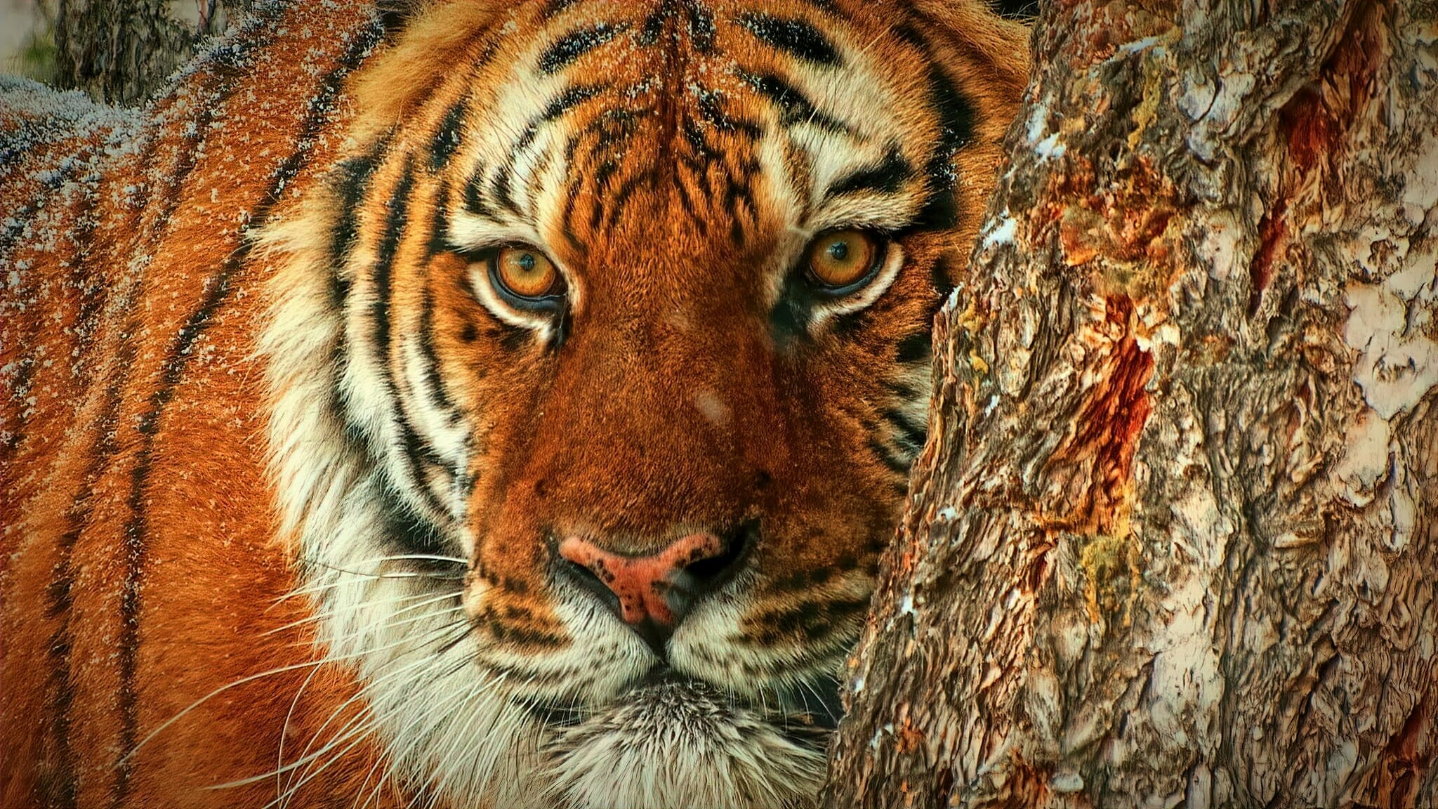 The eyes of a tiger. Life through a Siberian tigers eyes