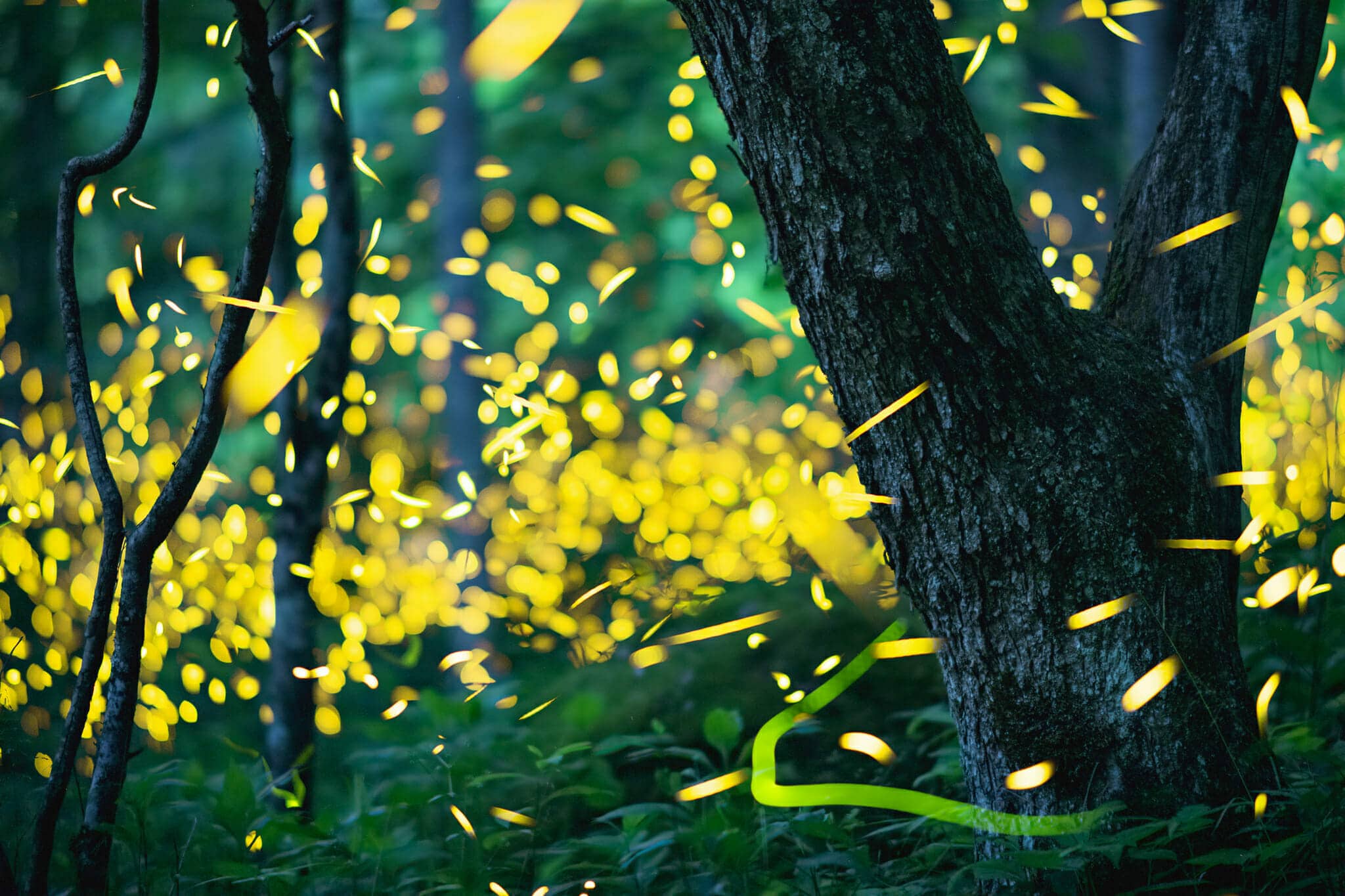 Fireflies in Great Smokey Mountains National Park