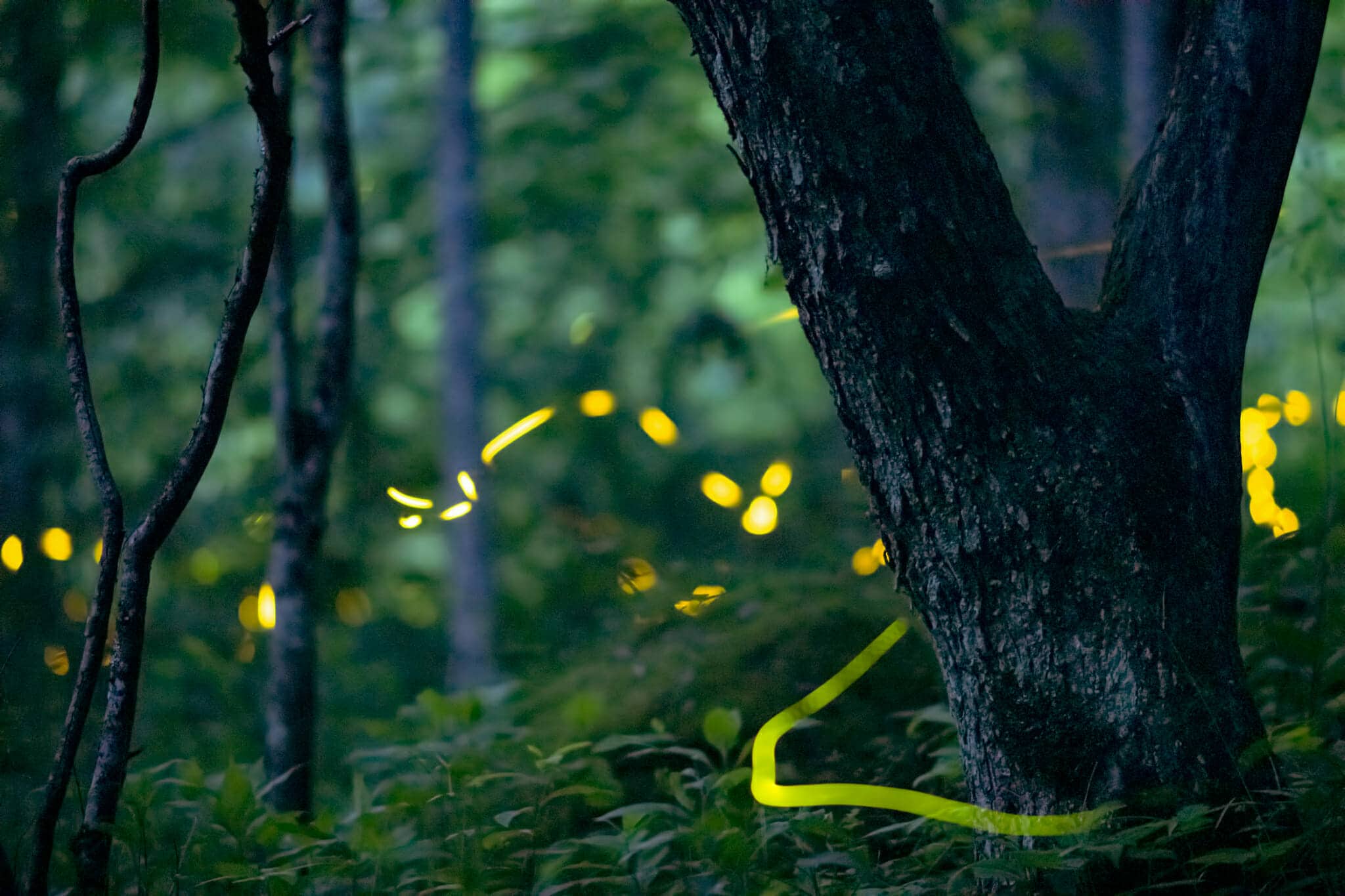 documenting the diminishing population of fireflies or lightning bugs